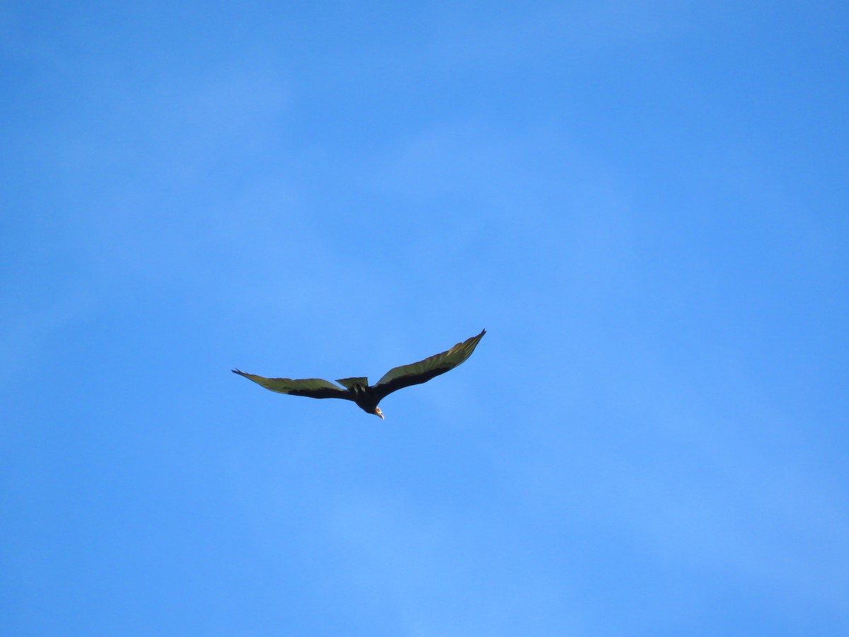 Lesser Yellow-headed Vulture - ML88668961