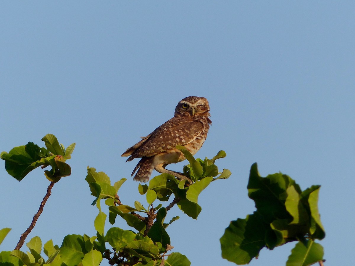 Burrowing Owl - ML88669021