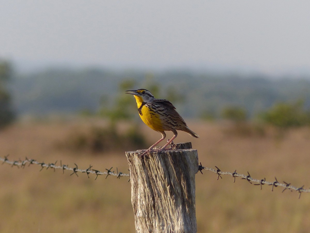 Eastern Meadowlark - ML88669061