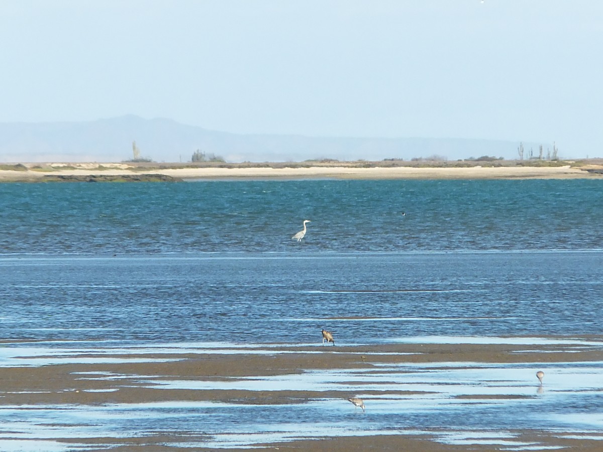 Great Blue Heron - ML88669151