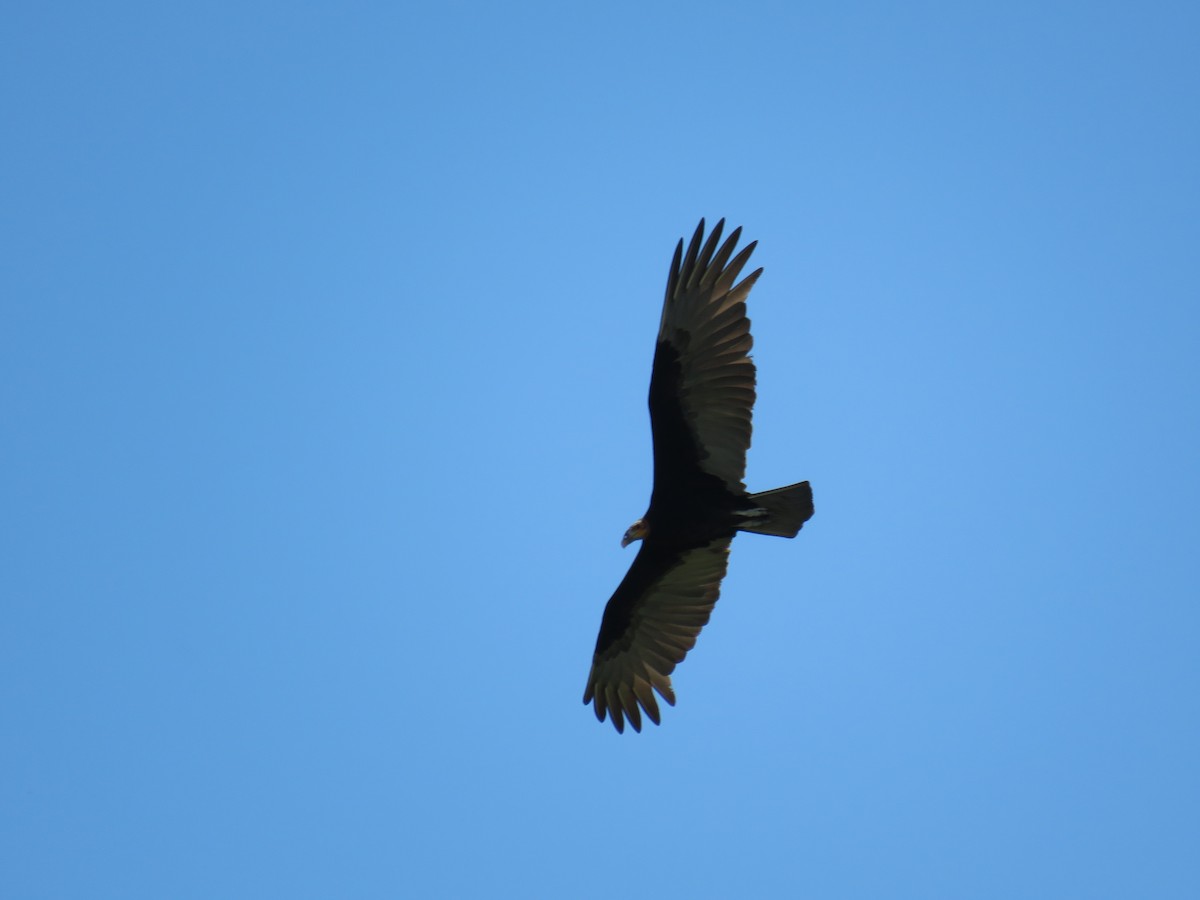 Lesser Yellow-headed Vulture - ML88669181