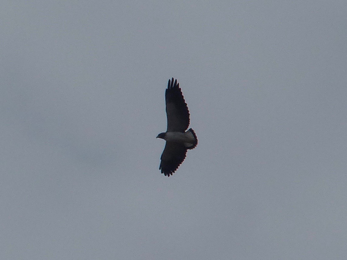 White-tailed Hawk - ML88669631