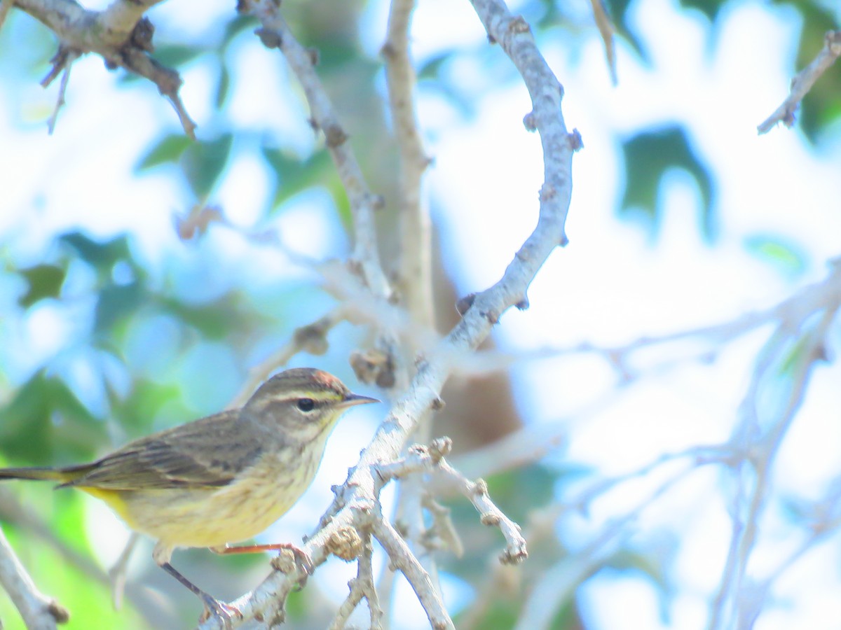 Palm Warbler - ML88669731