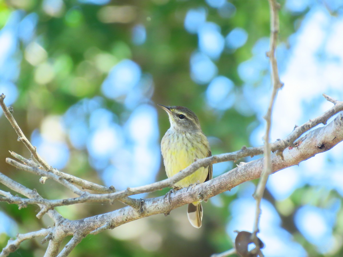 Palm Warbler - ML88669821