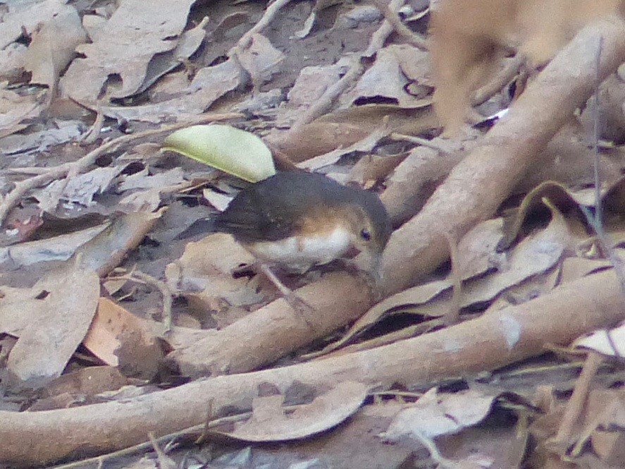 Silvered Antbird - ML88670601