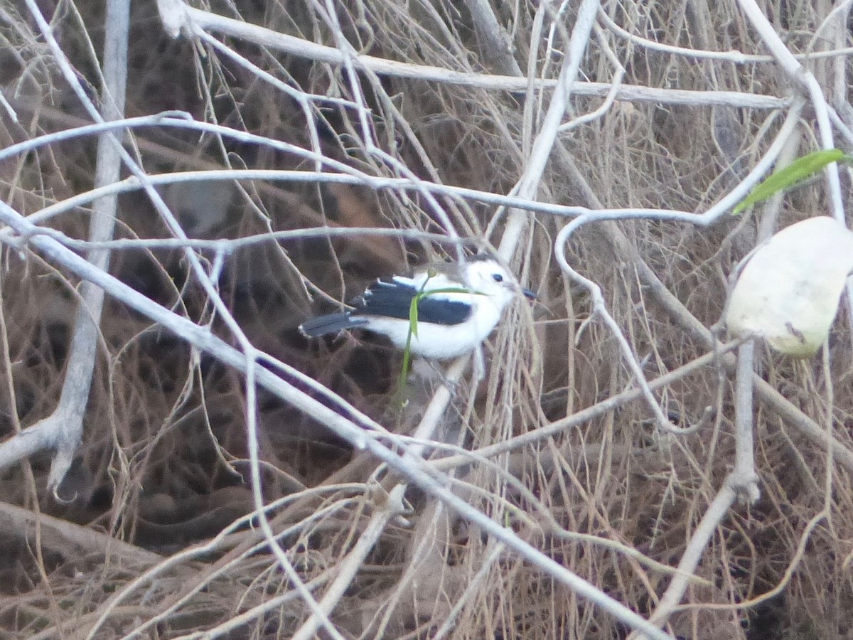 Pied Water-Tyrant - ML88670831