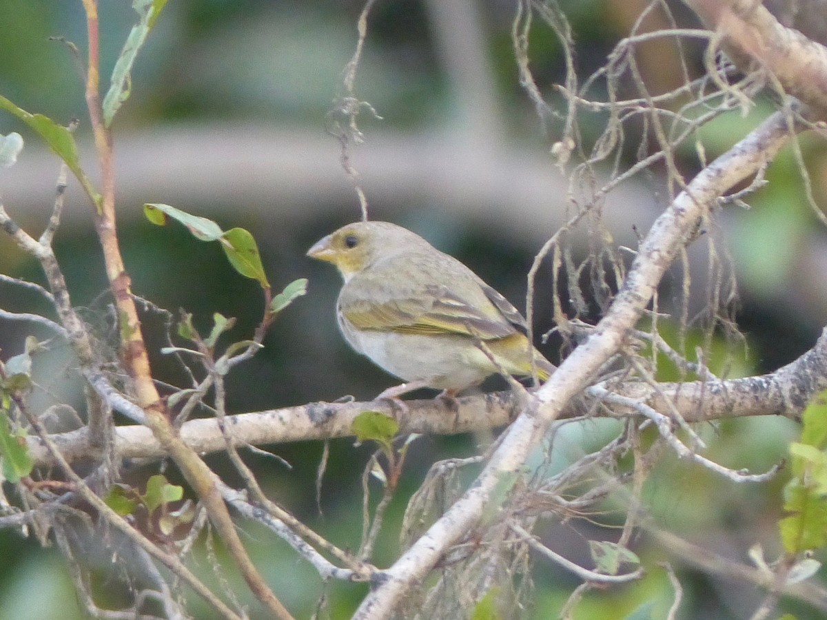 Orange-fronted Yellow-Finch - ML88670881