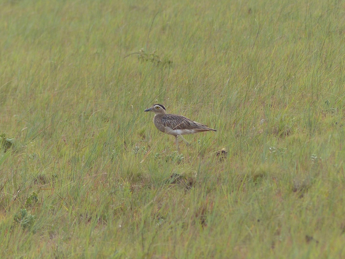 Double-striped Thick-knee - ML88671631