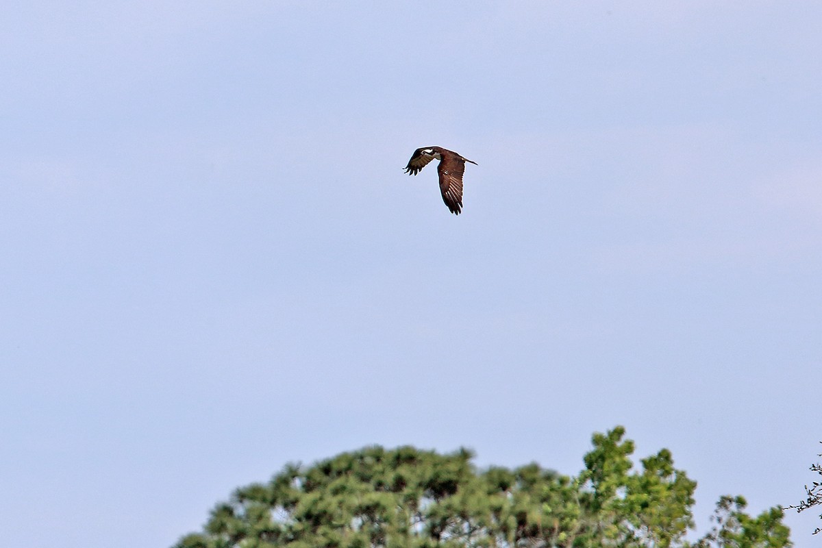 Osprey - Steve Raduns