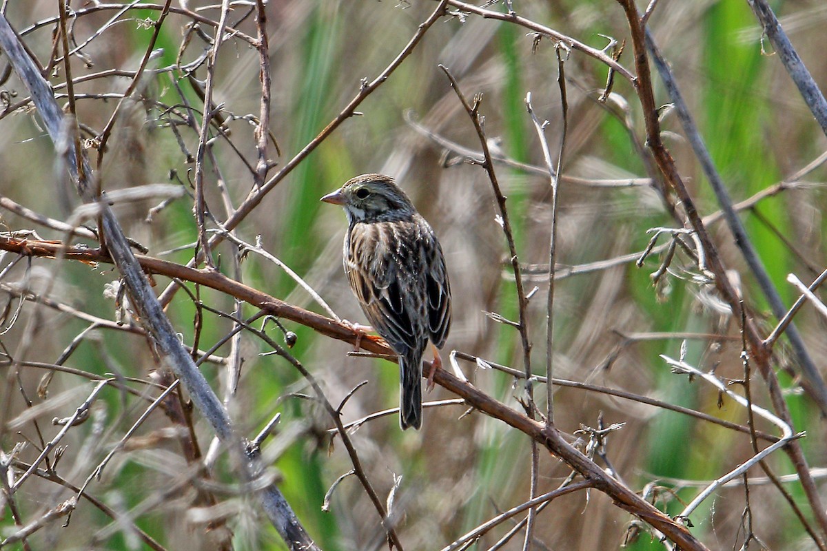 Savannah Sparrow - ML88671861