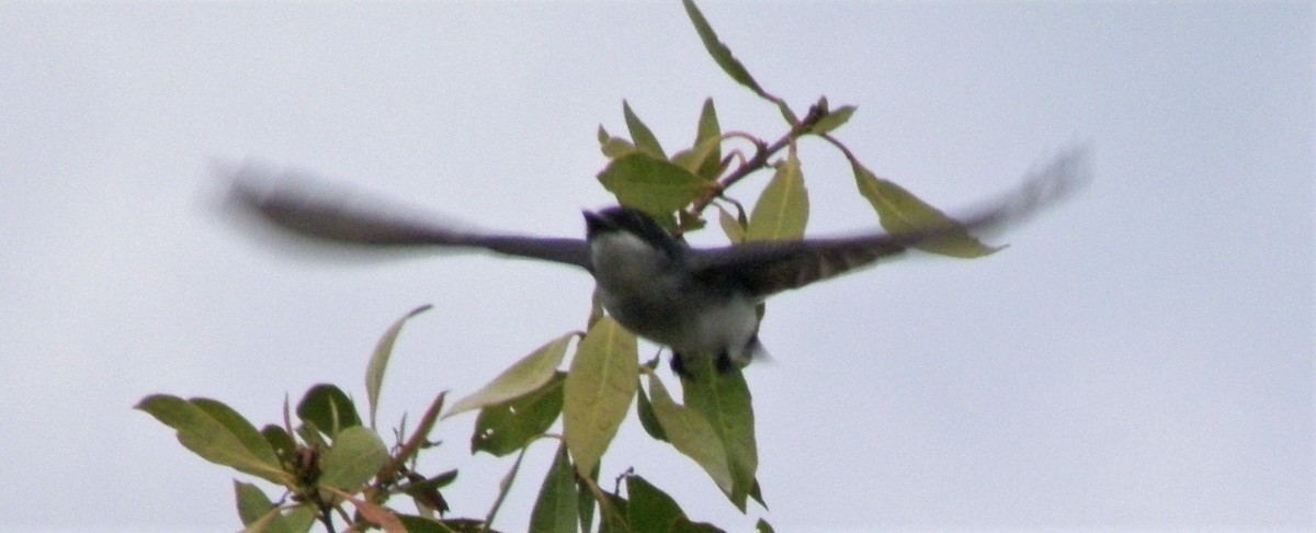 Eastern Kingbird - ML88671891