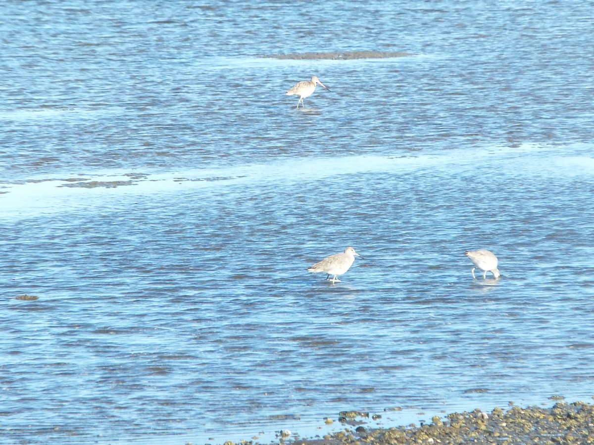 Marbled Godwit - ML88672071