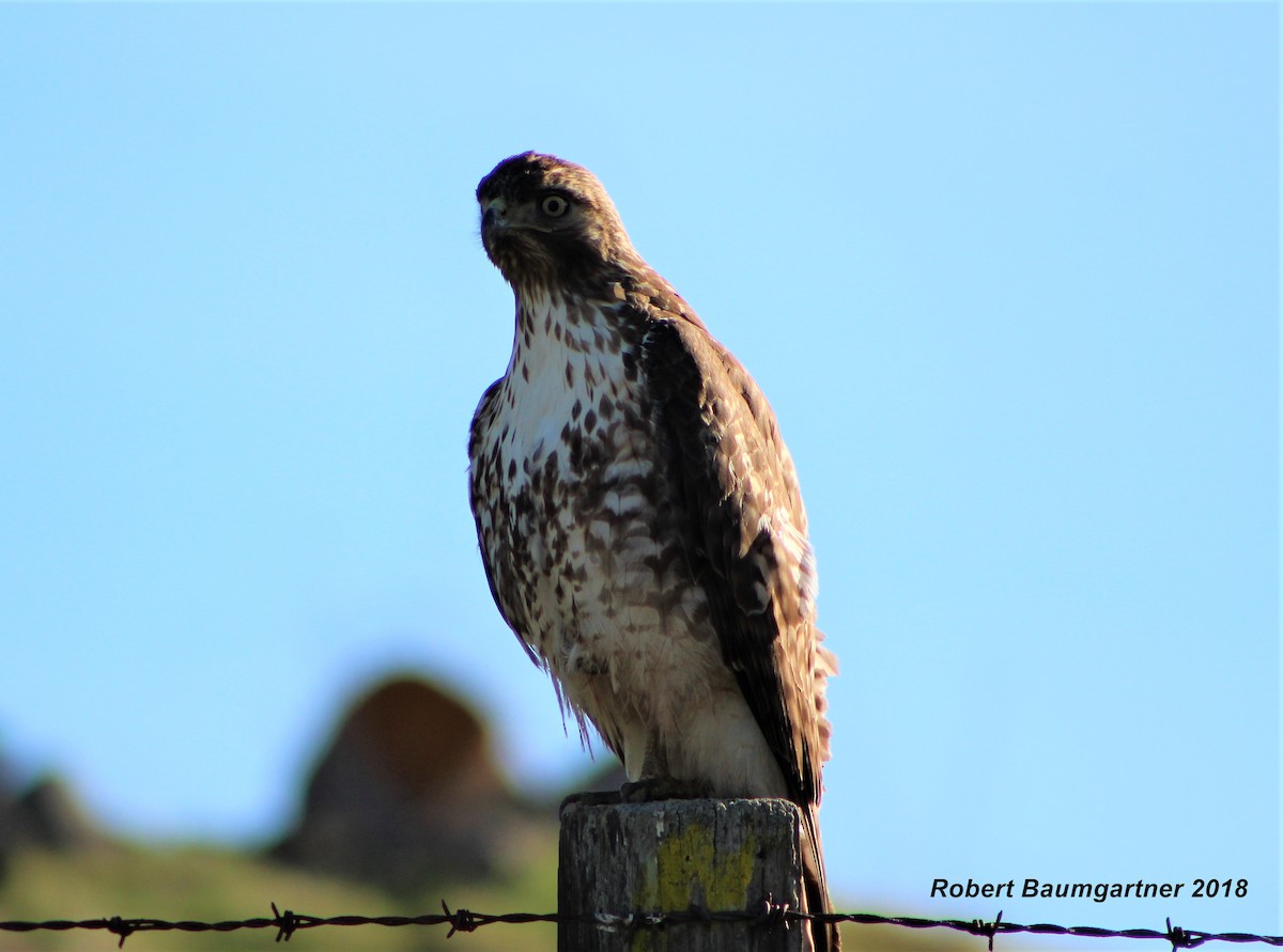 Red-tailed Hawk - Robert Baumgartner