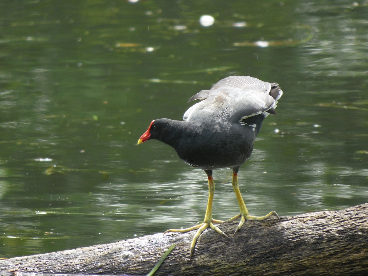 Gallinule d'Amérique - ML88672431