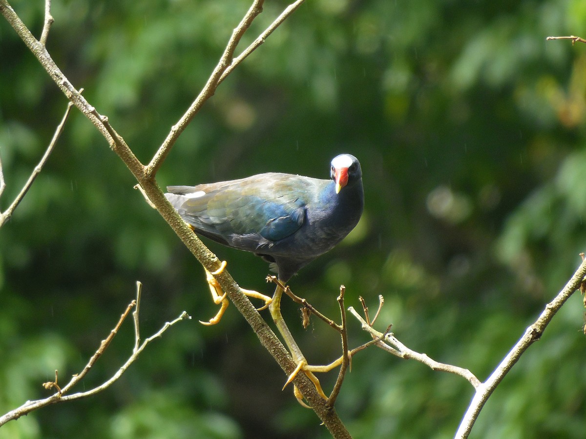 Purple Gallinule - Tarran Maharaj