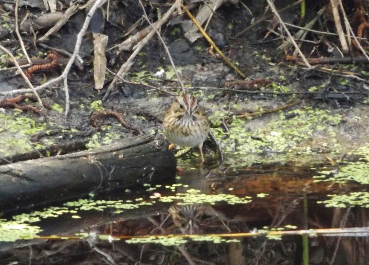 Lincoln's Sparrow - ML88673451