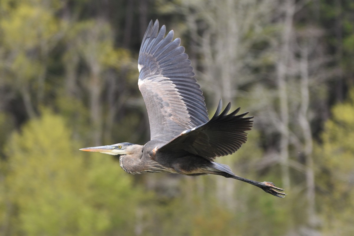 Great Blue Heron - ML88674141