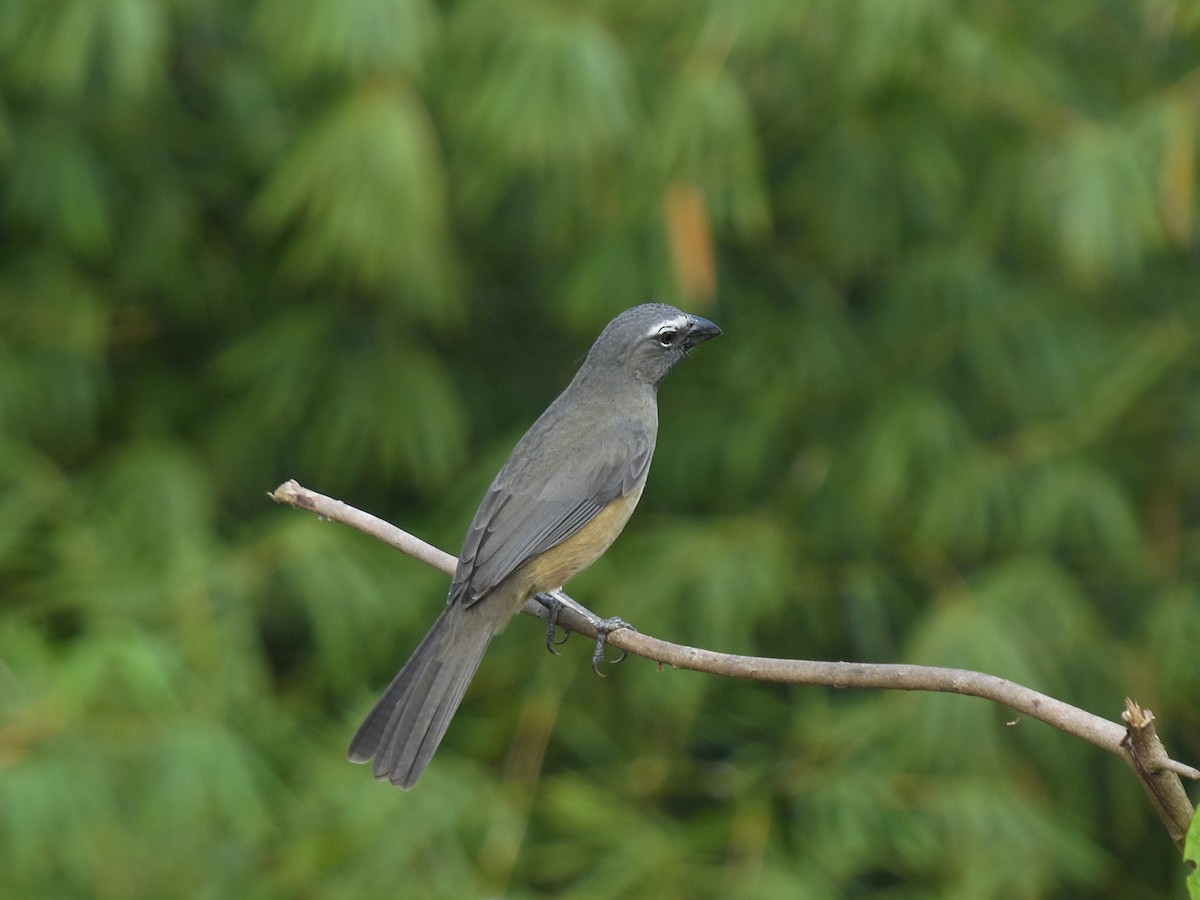 Olive-gray Saltator - Tarran Maharaj