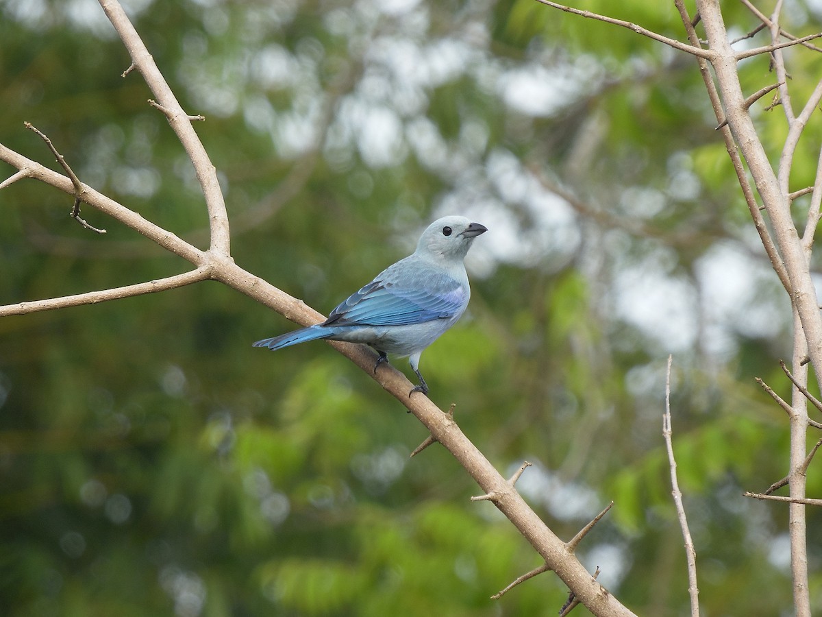 Blue-gray Tanager - Tarran Maharaj