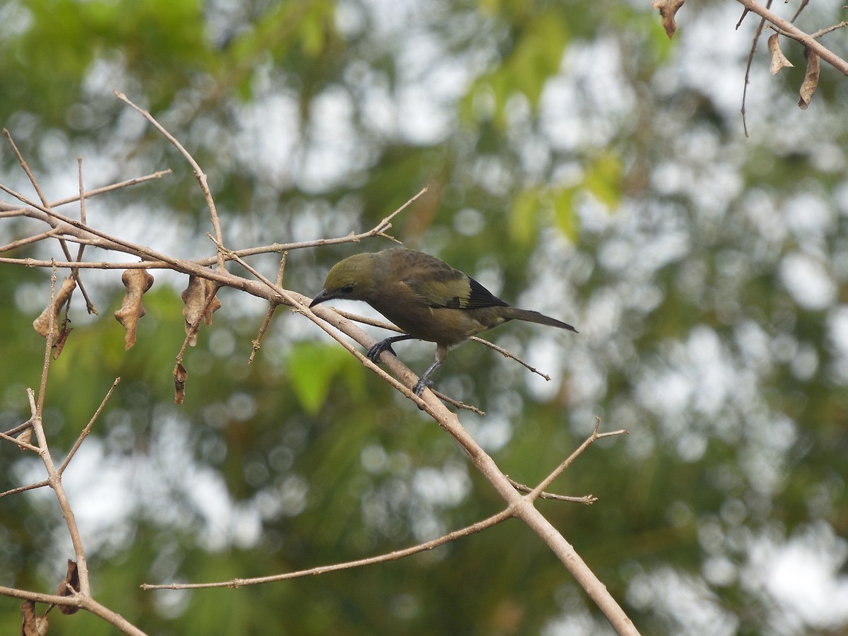 Palm Tanager - Tarran Maharaj