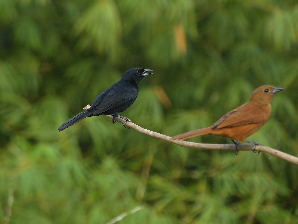 White-lined Tanager - Tarran Maharaj