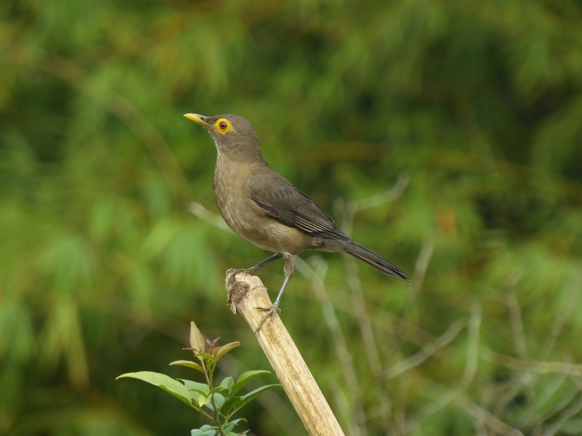 Spectacled Thrush - Tarran Maharaj