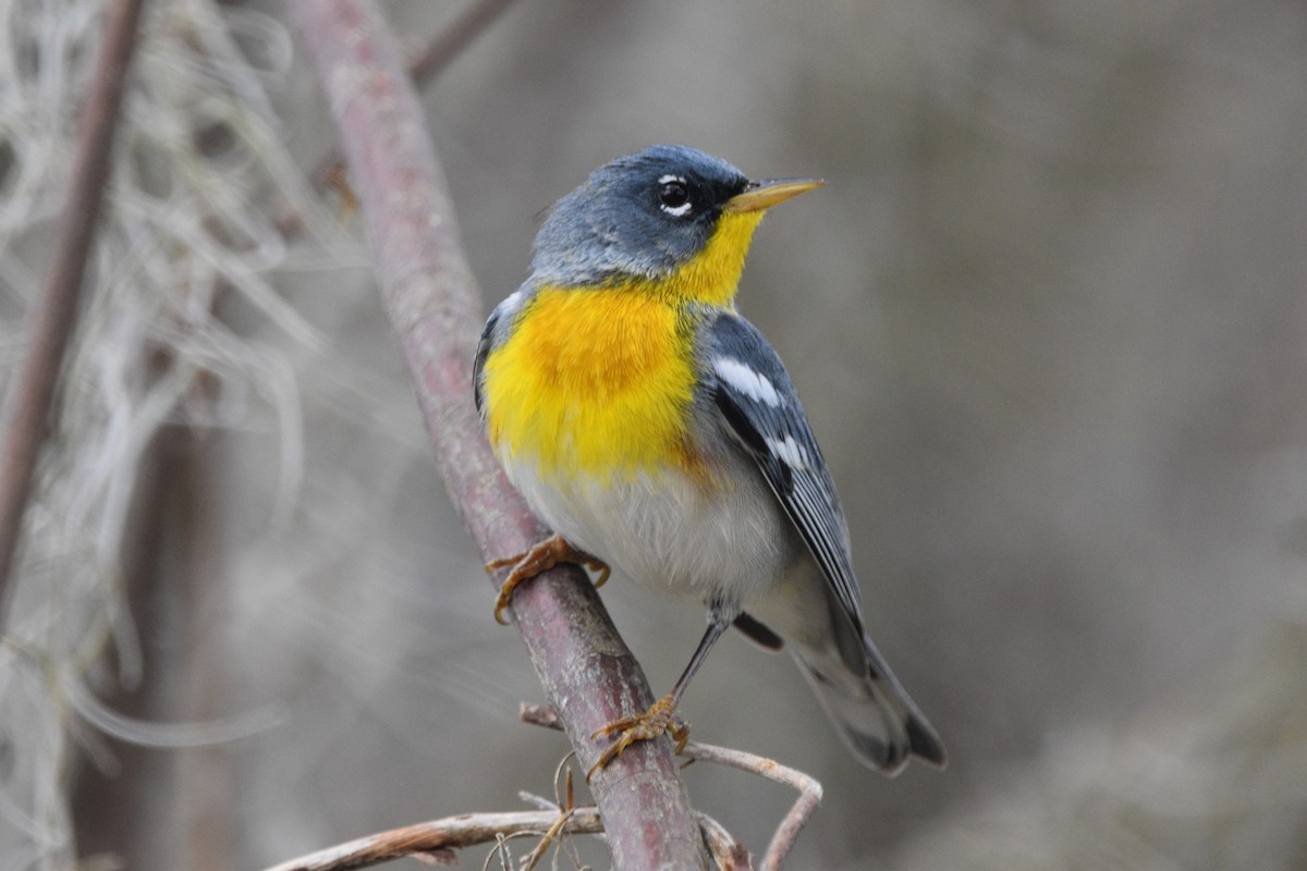 Northern Parula - Randy McCarthy