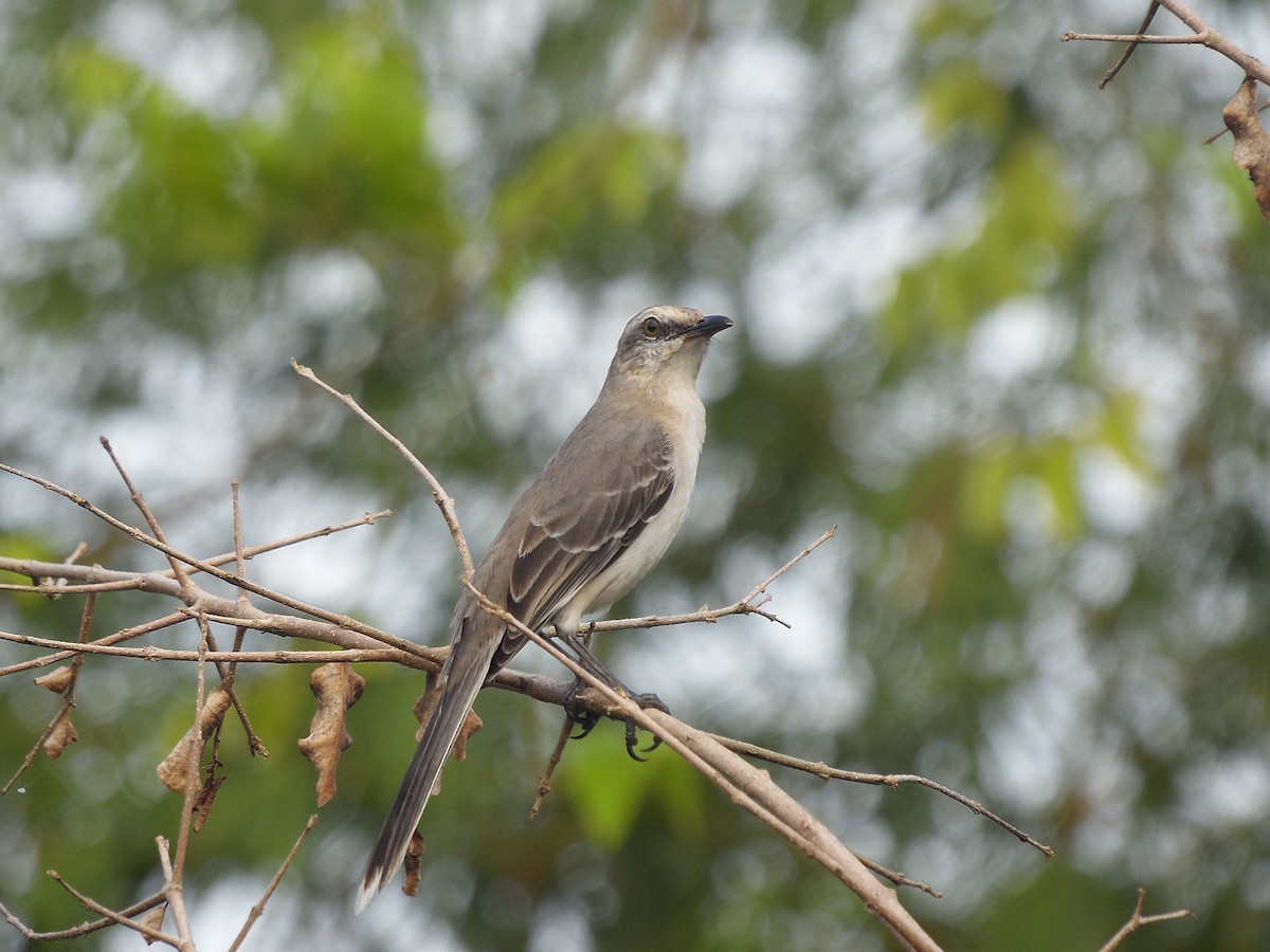 Tropical Mockingbird - Tarran Maharaj