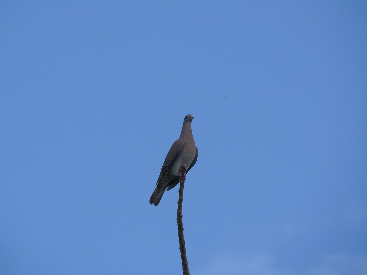 Pale-vented Pigeon - Tarran Maharaj