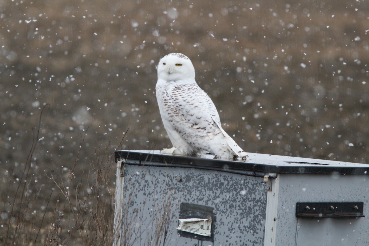 Snowy Owl - Mike Cook