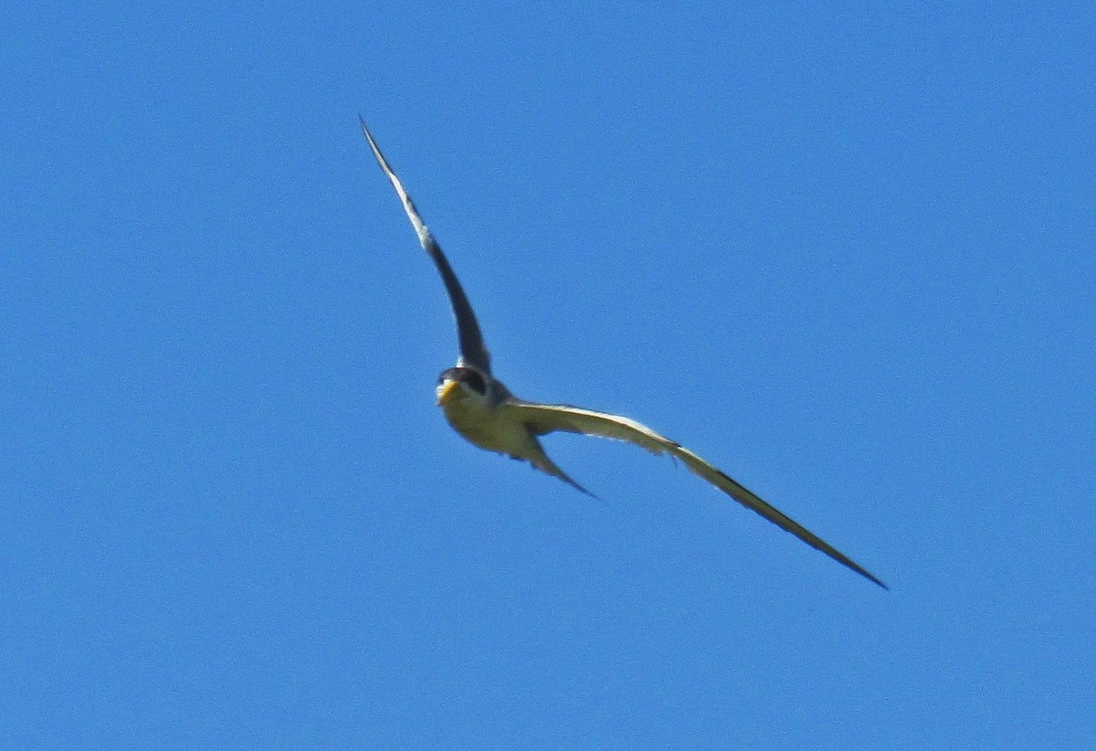 Large-billed Tern - ML88675491