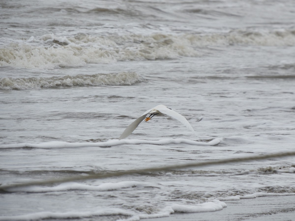 Snowy Egret - Tarran Maharaj