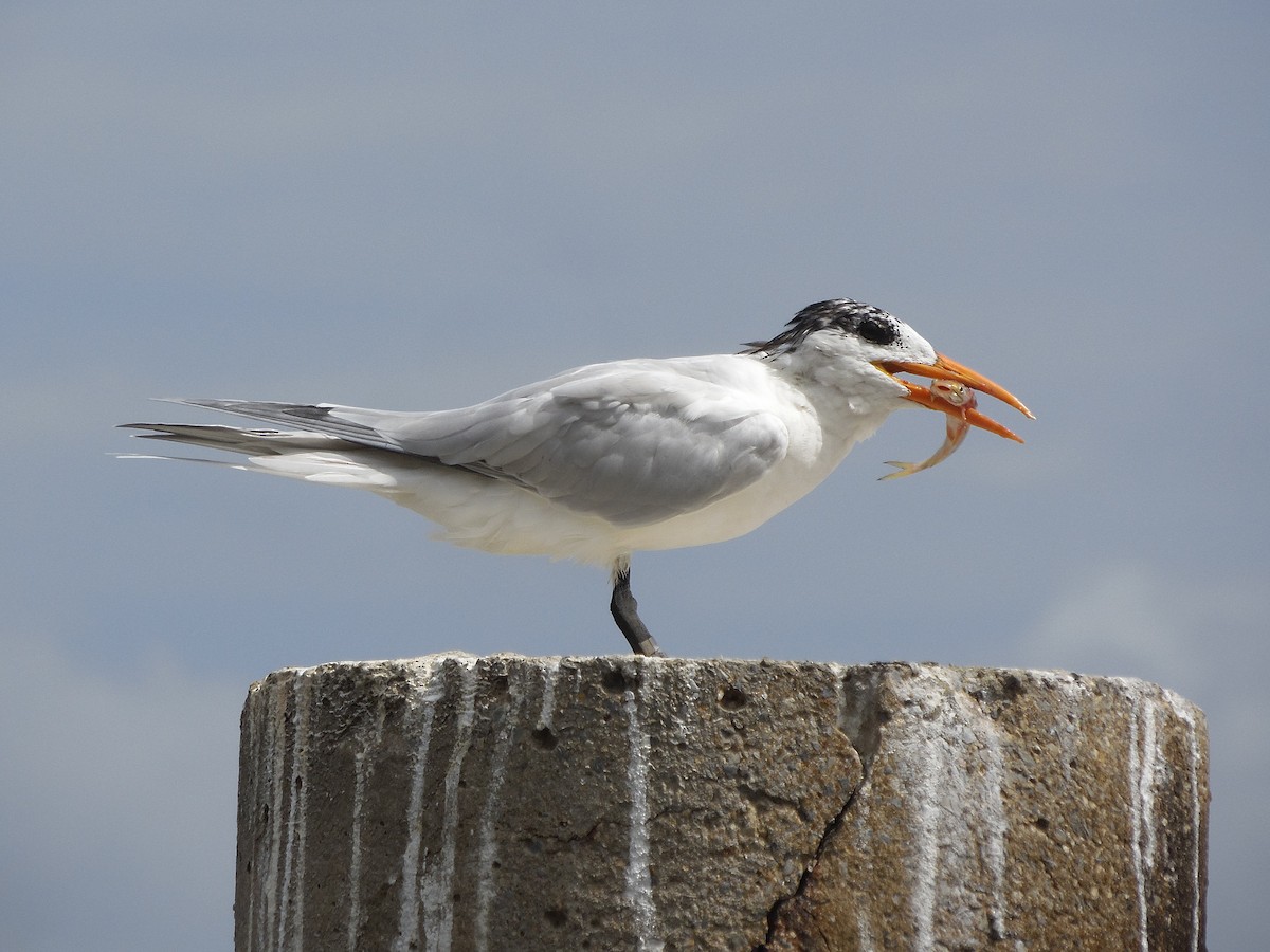 Royal Tern - ML88675561