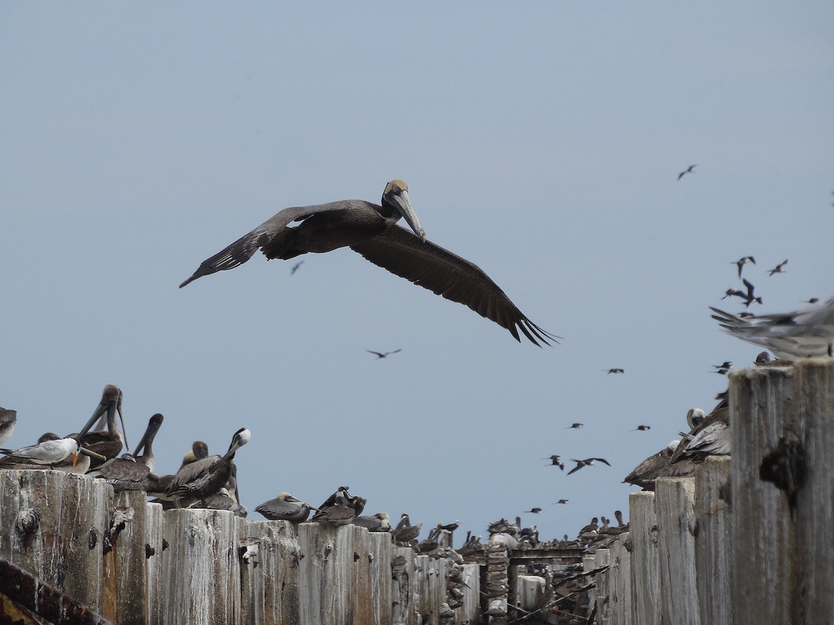 Brown Pelican - ML88675651