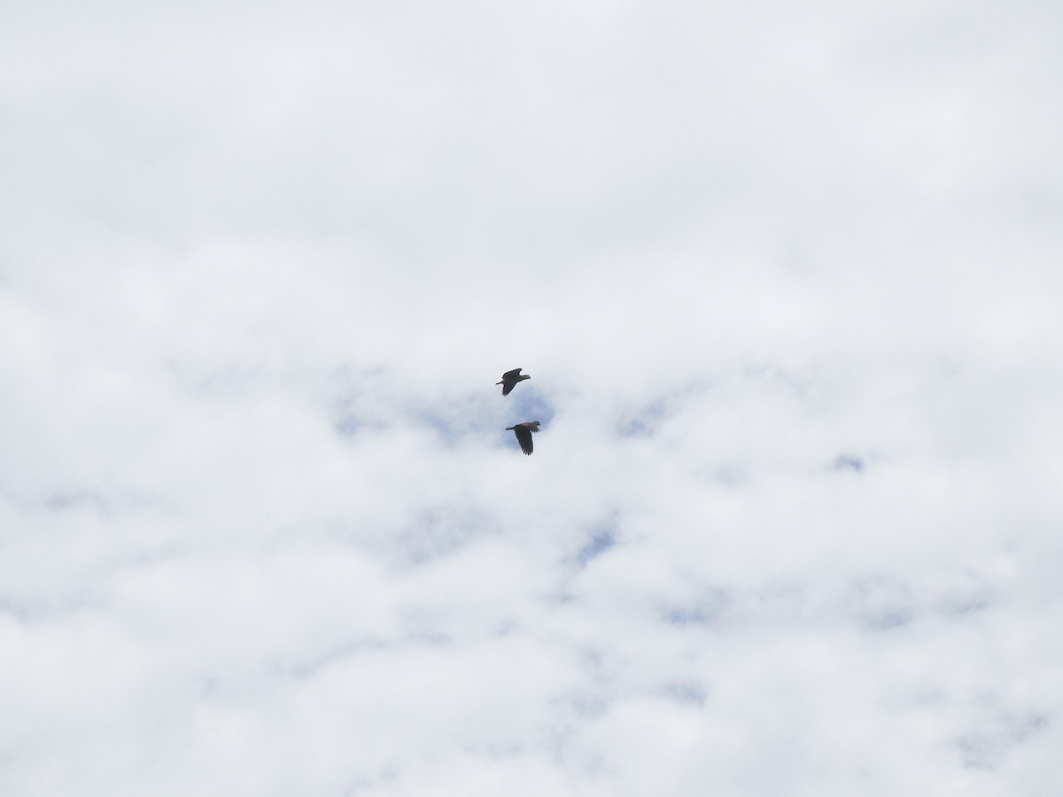 Orange-winged Amazon - ML88675691