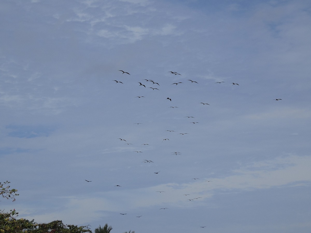 Magnificent Frigatebird - ML88675801