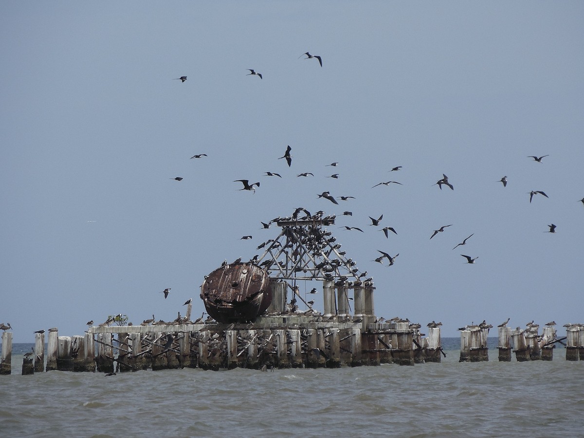 Magnificent Frigatebird - ML88675851