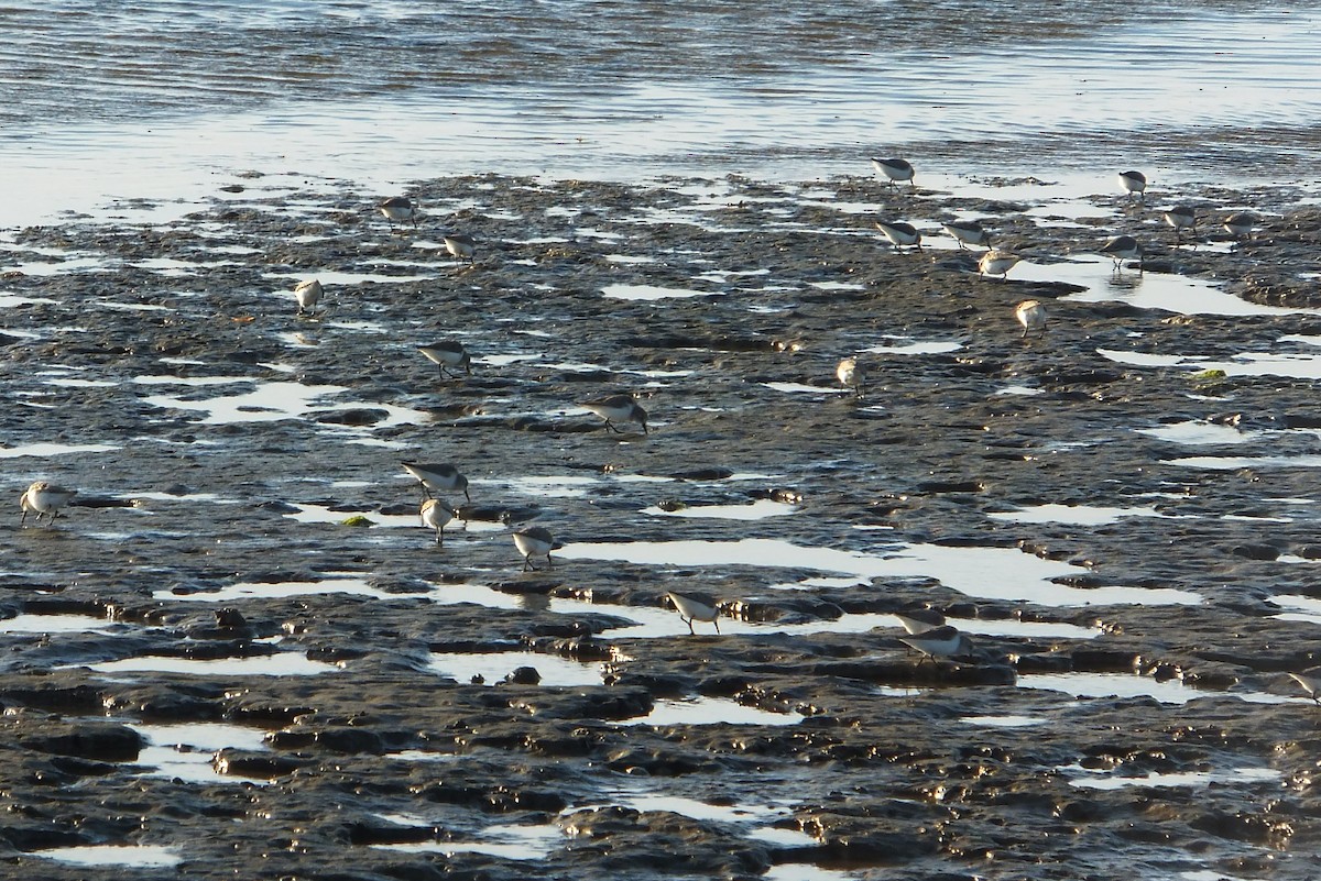 Western Sandpiper - ML88675941