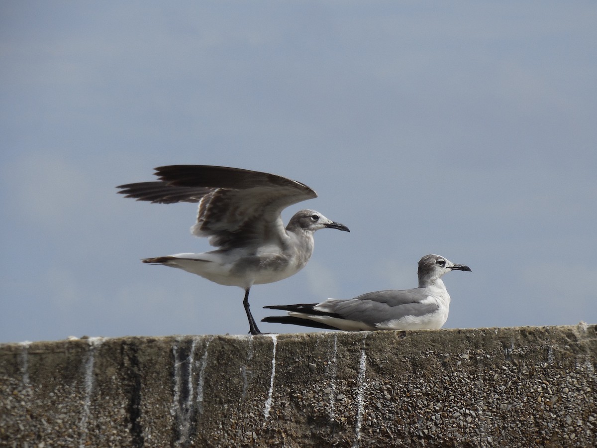 Mouette atricille - ML88676001