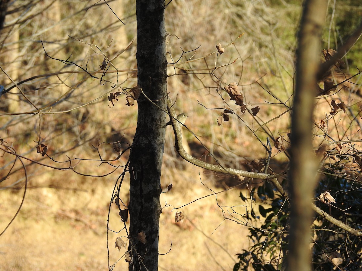 Ruby-crowned Kinglet - ML88676021