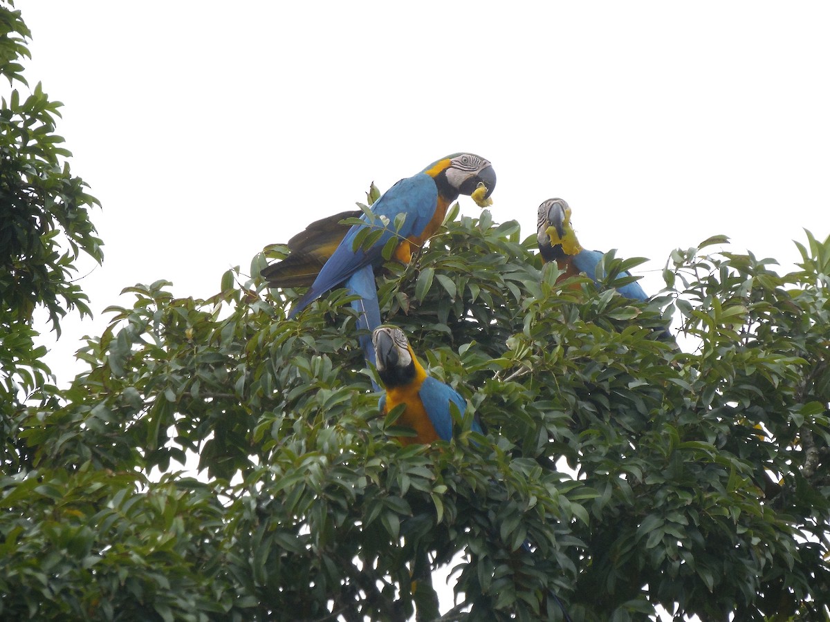 Guacamayo Azuliamarillo - ML88676351