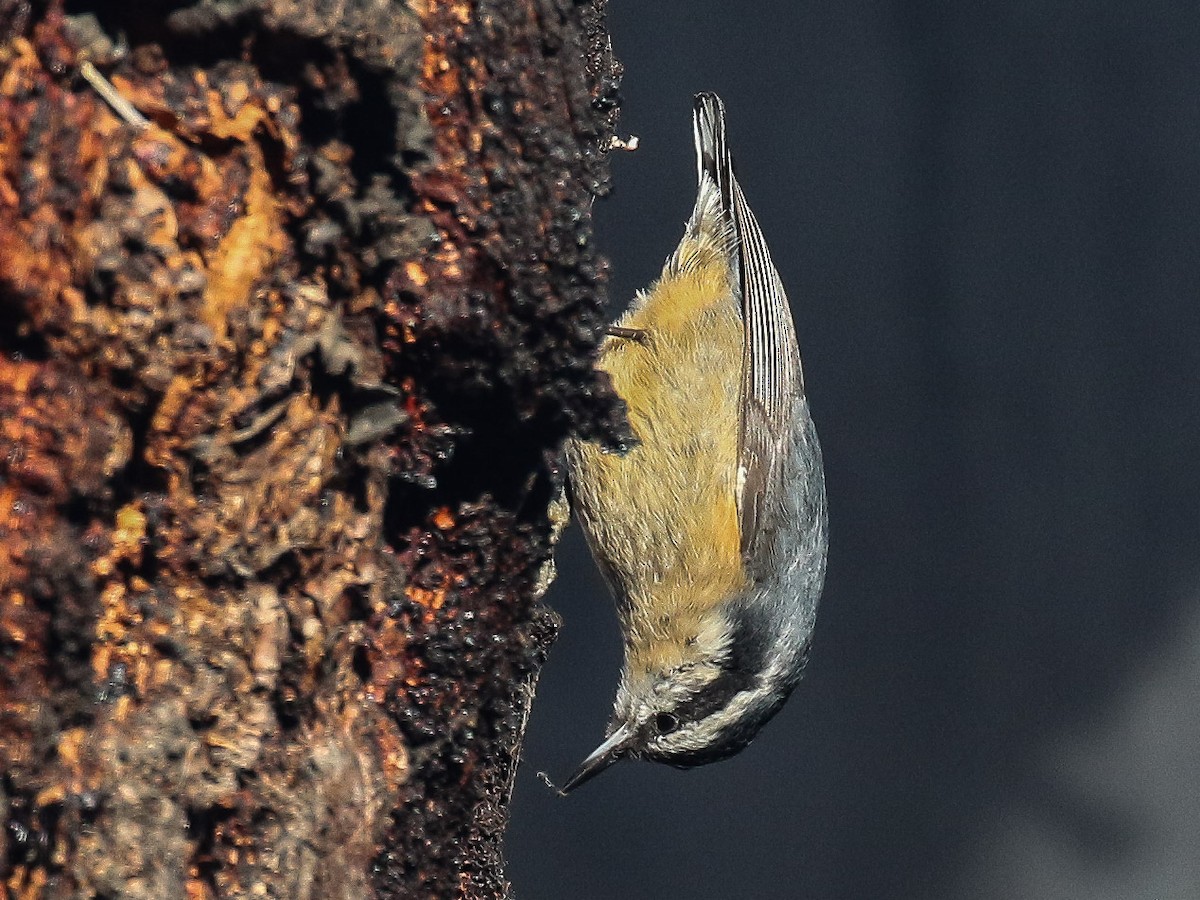 Red-breasted Nuthatch - ML88676991