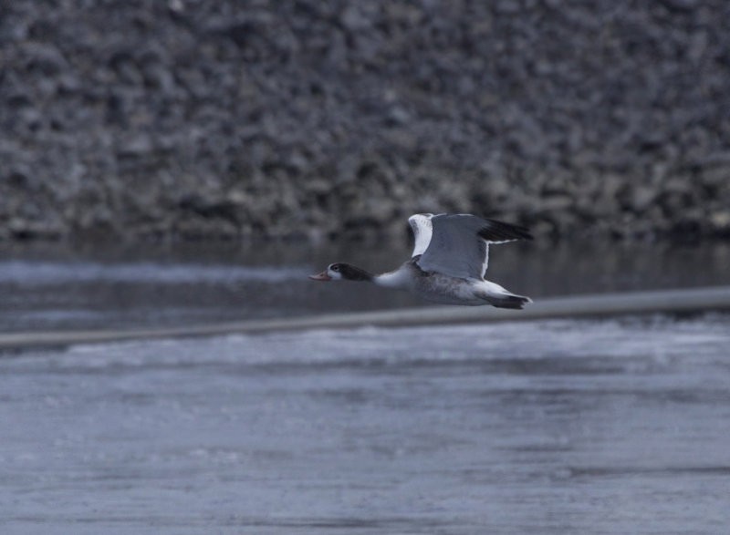 Common Shelduck - ML88677371