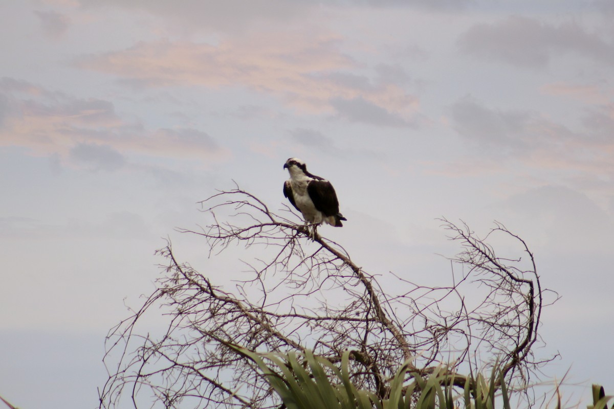 Osprey - ML88679161