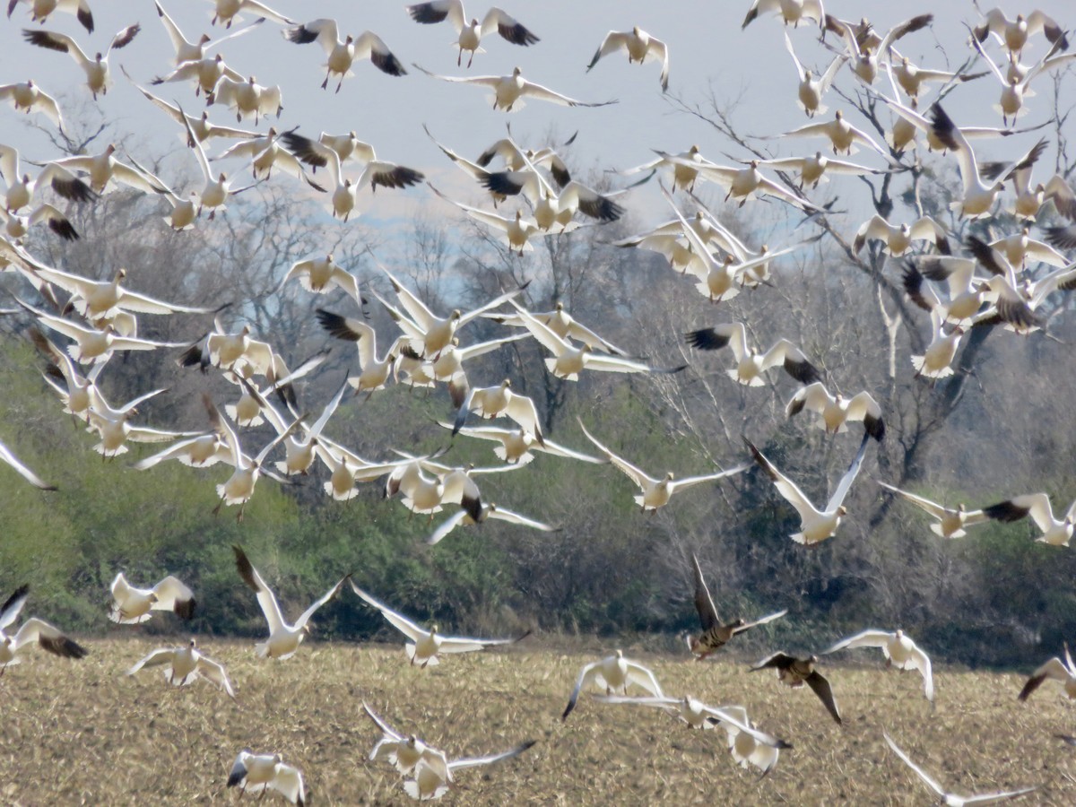 Snow Goose - ML88680531