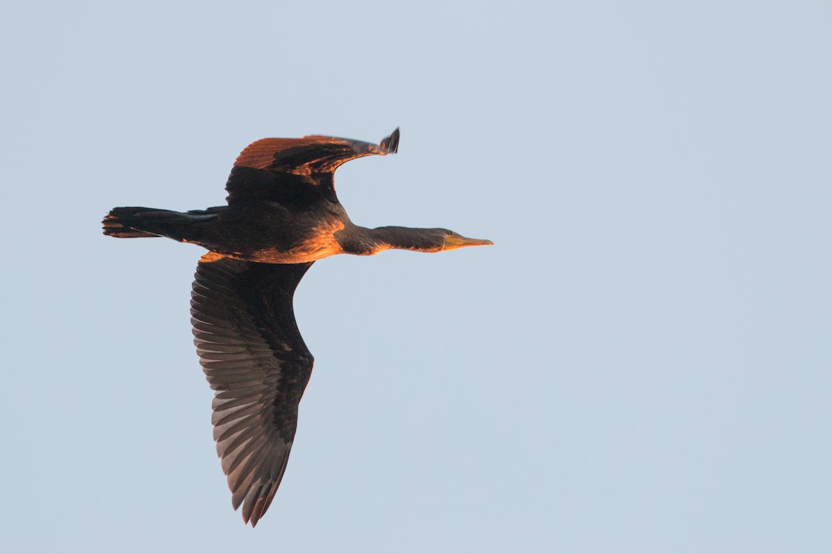 Double-crested Cormorant - Ian Davies