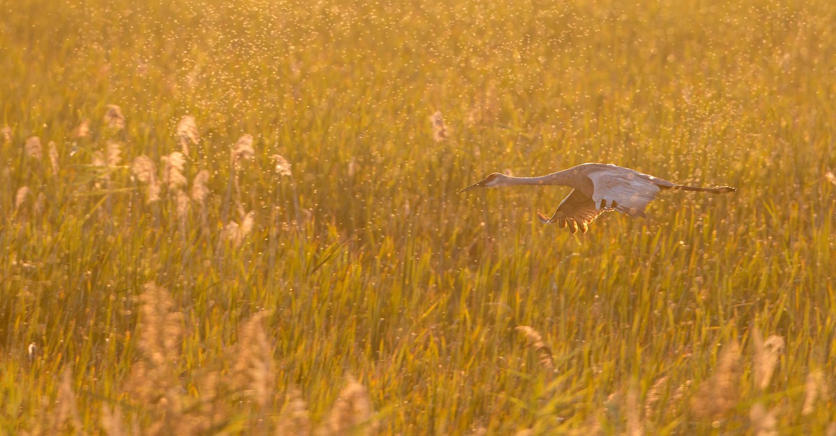 Sandhill Crane (tabida/rowani) - Ian Davies