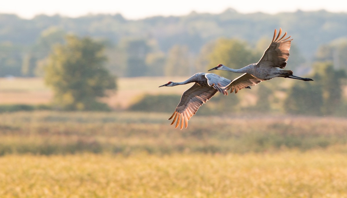 Sandhill Crane (tabida/rowani) - Ian Davies