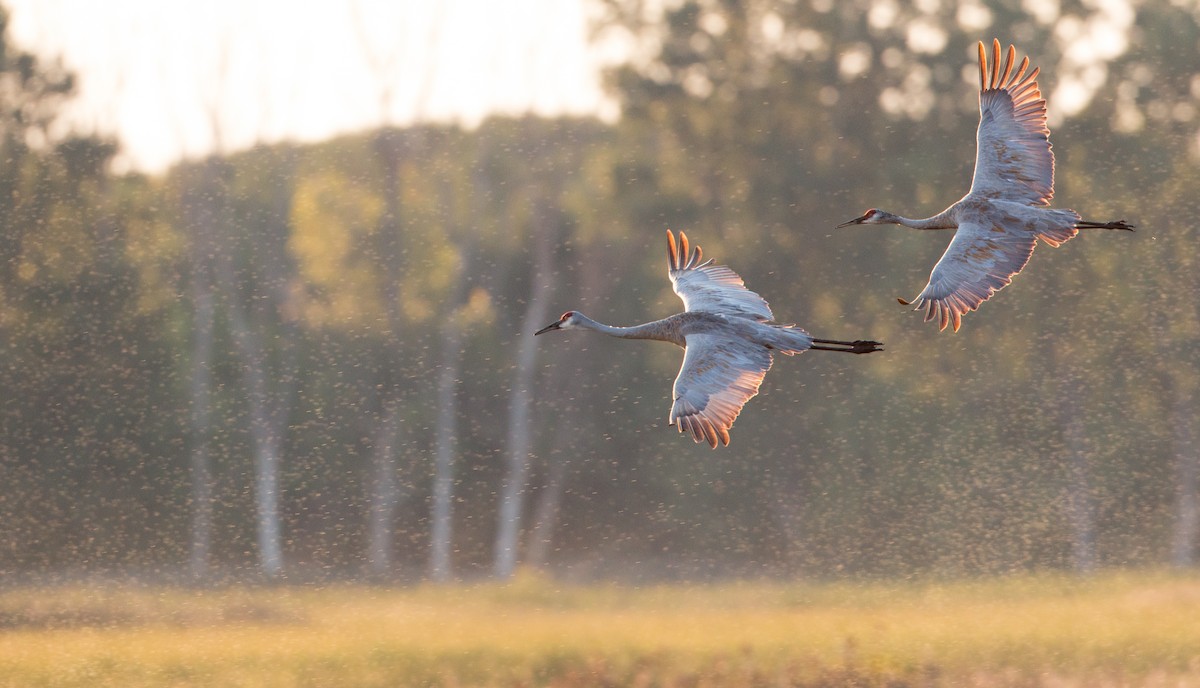 Sandhill Crane (tabida/rowani) - Ian Davies