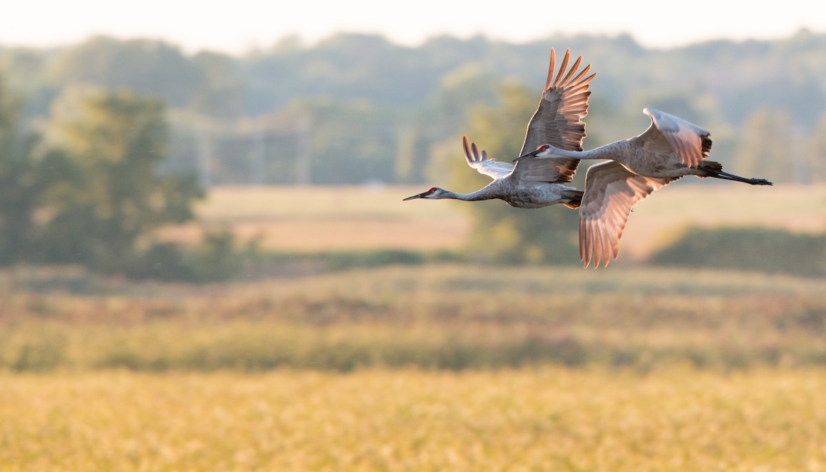 Sandhill Crane (Greater) - Ian Davies